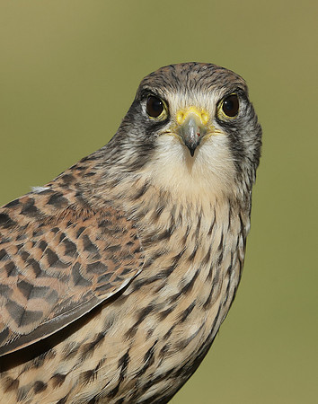 Kestrel Falco tinnunculus