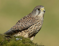 Kestrel Falco tinnunculus