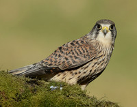 Kestrel Falco tinnunculus