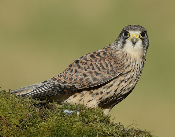 Kestrel Falco tinnunculus
