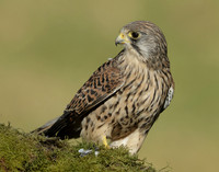 Kestrel Falco tinnunculus