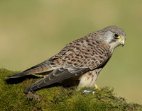 Kestrel Falco tinnunculus