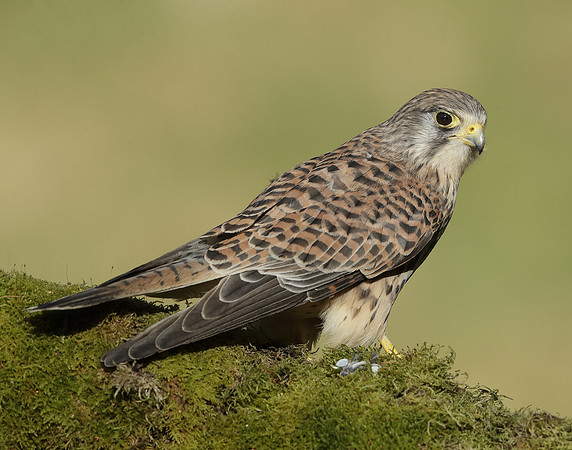 Kestrel Falco tinnunculus