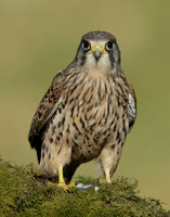 Kestrel Falco tinnunculus