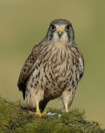 Kestrel Falco tinnunculus