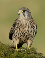 Kestrel Falco tinnunculus