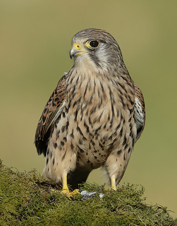 Kestrel Falco tinnunculus