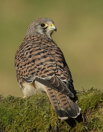 Kestrel Falco tinnunculus