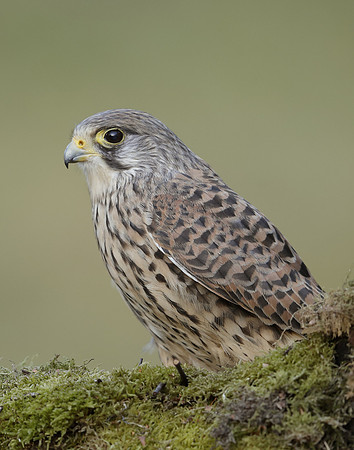 Kestrel Falco tinnunculus