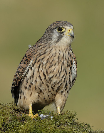 Kestrel Falco tinnunculus