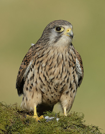 Kestrel Falco tinnunculus