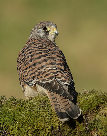 Kestrel Falco tinnunculus