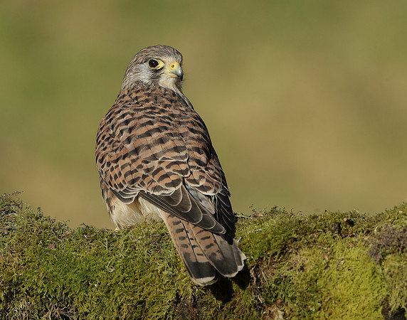 Kestrel Falco tinnunculus