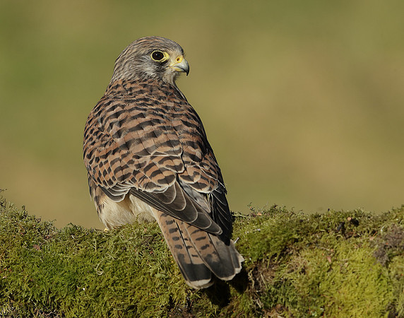 Kestrel Falco tinnunculus