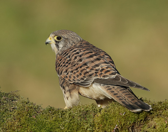 Kestrel Falco tinnunculus