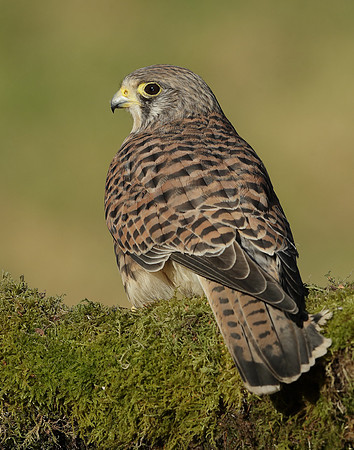 Kestrel Falco tinnunculus