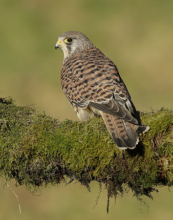 Kestrel Falco tinnunculus