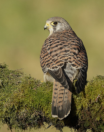 Kestrel Falco tinnunculus