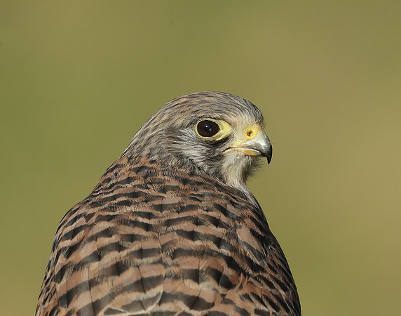 Kestrel Falco tinnunculus