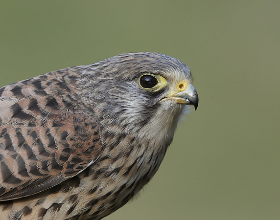 Kestrel Falco tinnunculus