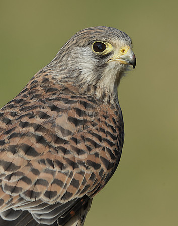 Kestrel Falco tinnunculus
