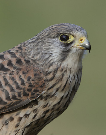 Kestrel Falco tinnunculus