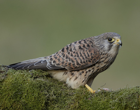 Kestrel Falco tinnunculus