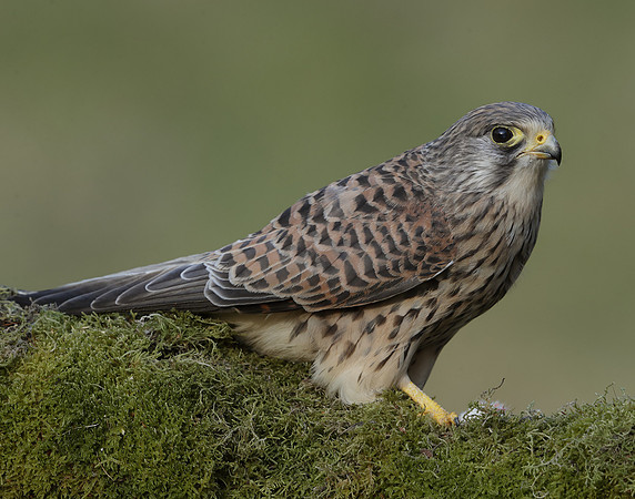 Kestrel Falco tinnunculus