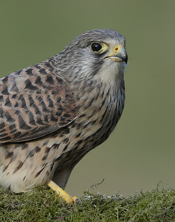 Kestrel Falco tinnunculus