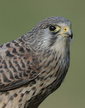 Kestrel Falco tinnunculus