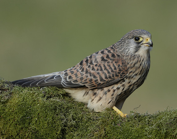 Kestrel Falco tinnunculus