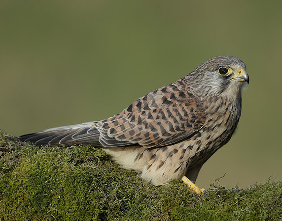 Kestrel Falco tinnunculus