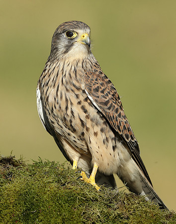 Kestrel Falco tinnunculus