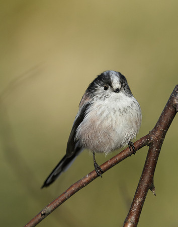 Long-tailed Tit Aegithalos caudatus