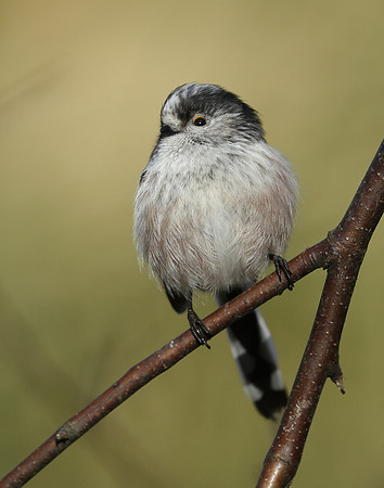 Long-tailed Tit Aegithalos caudatus