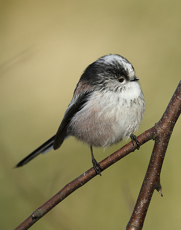 Long-tailed Tit Aegithalos caudatus