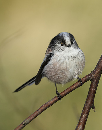 Long-tailed Tit Aegithalos caudatus
