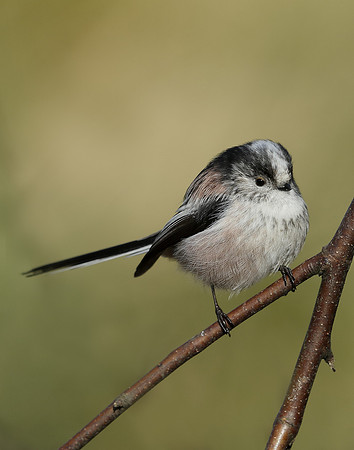 Long-tailed Tit Aegithalos caudatus