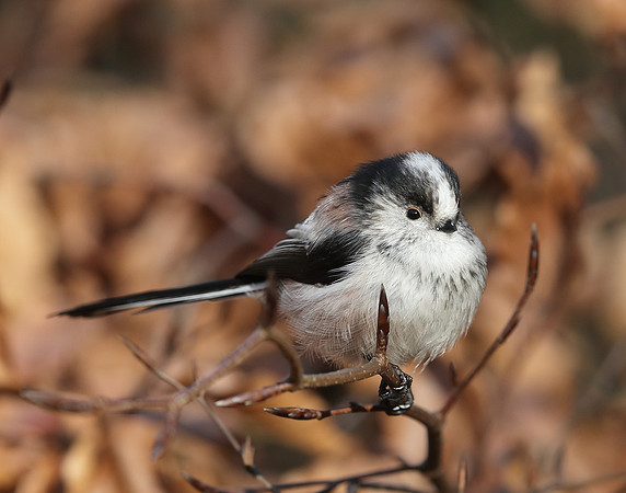 Long-tailed Tit Aegithalos caudatus