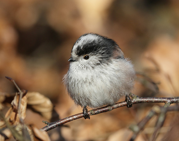Long-tailed Tit Aegithalos caudatus