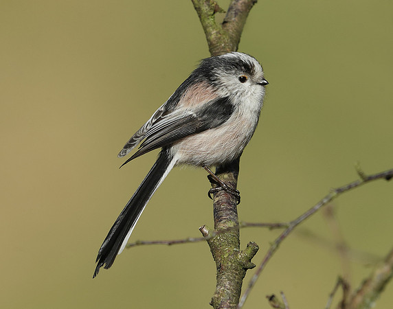Long-tailed Tit Aegithalos caudatus