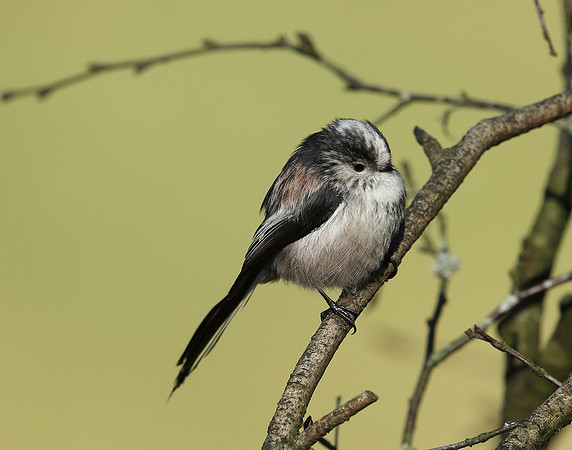 Long-tailed Tit Aegithalos caudatus
