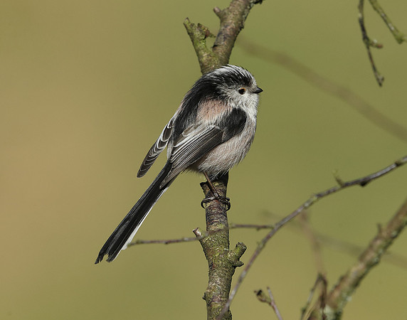 Long-tailed Tit Aegithalos caudatus