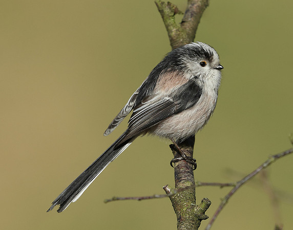 Long-tailed Tit Aegithalos caudatus