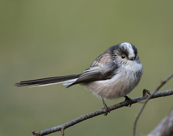 Long-tailed Tit Aegithalos caudatus