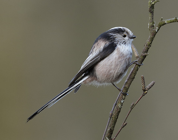 Long-tailed Tit Aegithalos caudatus