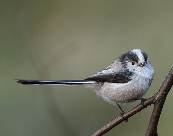 Long-tailed Tit Aegithalos caudatus