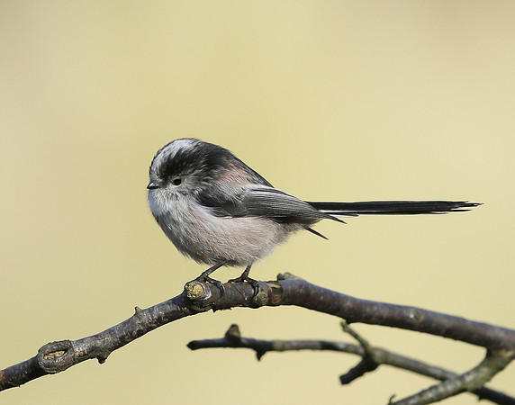 Long-tailed Tit Aegithalos caudatus