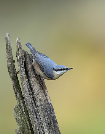 Nuthatch Sitta europaea