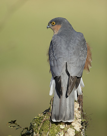 Sparrowhawk Accipiter nisus
